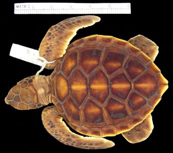 Media type: image; Herpetology R-1413